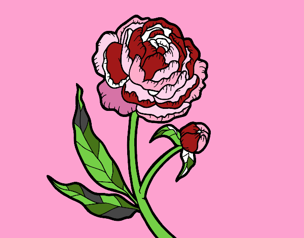 Peonia