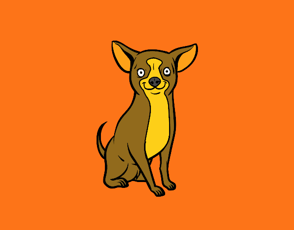 Perro chihuahua