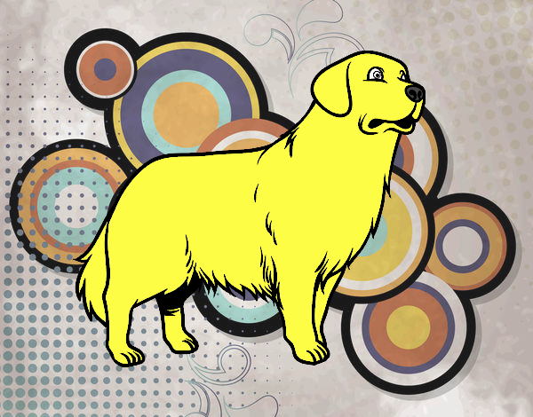 Perro Golden retriever