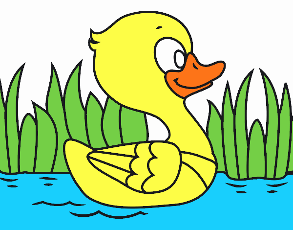 Patito de río