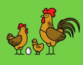 Familia gallina