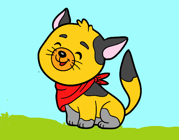 Gato con bandana