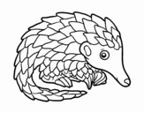 Pangolin