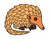 Pangolin