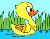 Patito de río