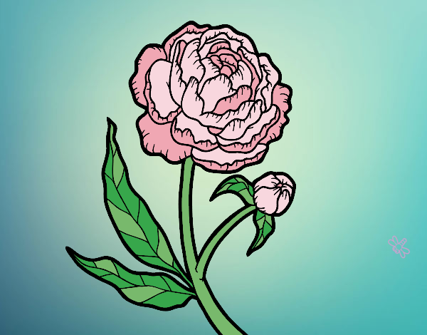 Peonia