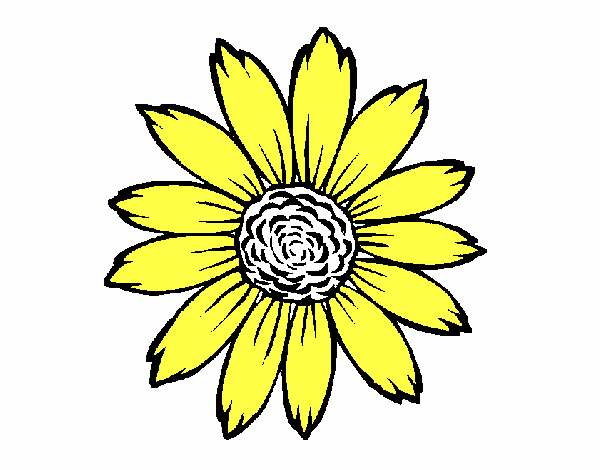 Girasol