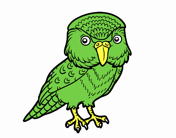 Kakapo