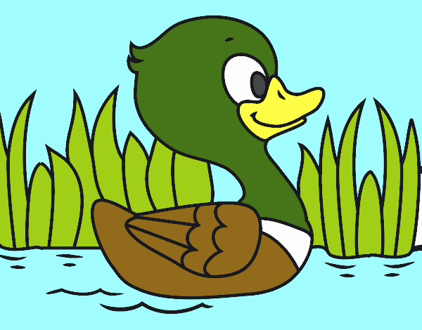 Patito de río