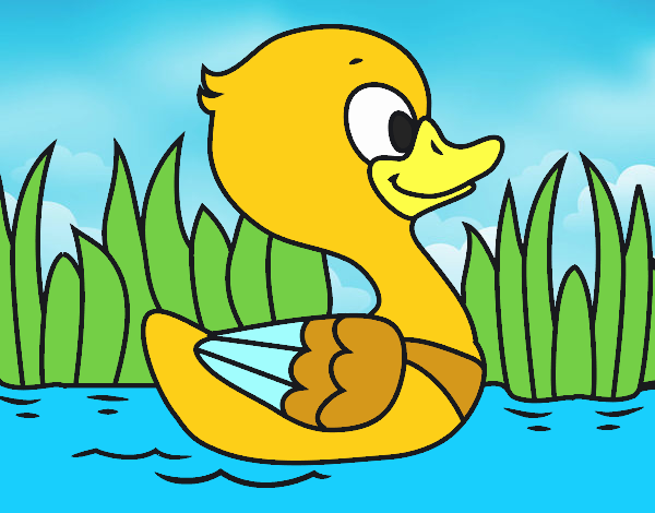 Patito de río