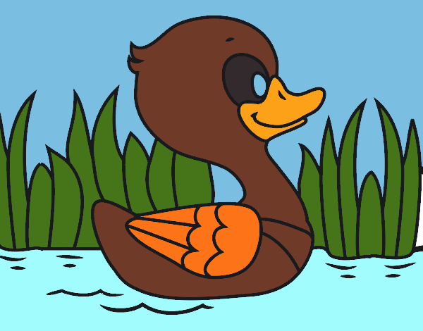 Patito de río