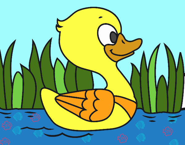 Patito de río