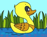 Patito de río