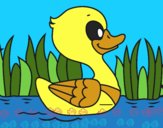 Patito de río