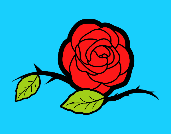 rosa