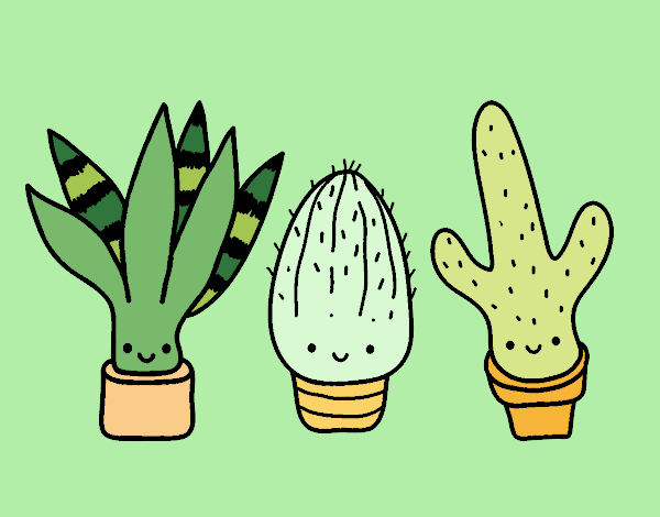 Cactus