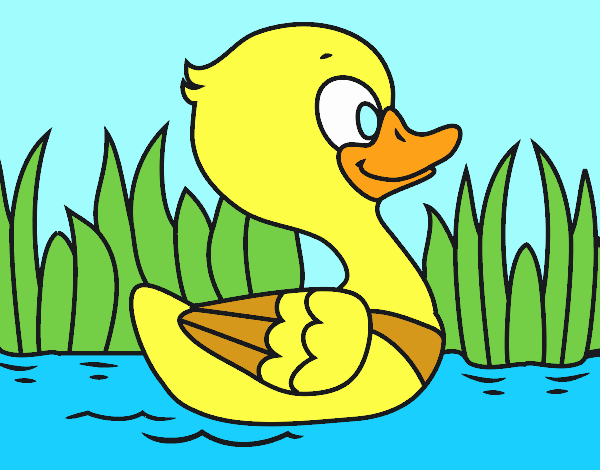 Patito de río