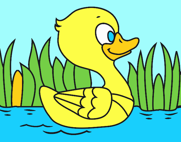 Patito de río