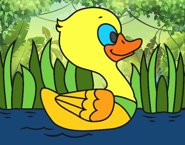 Patito de río