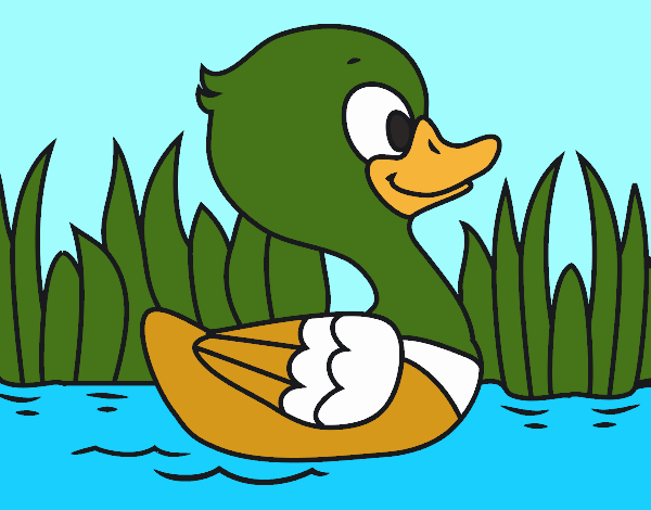 Patito de río