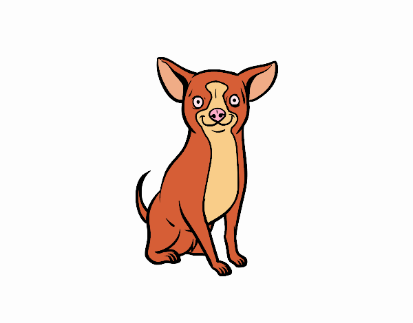 Perro chihuahua