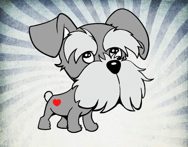 Schnauzer