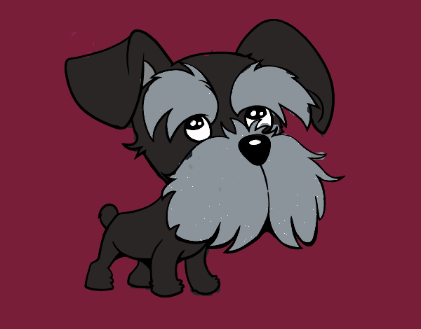 Schnauzer