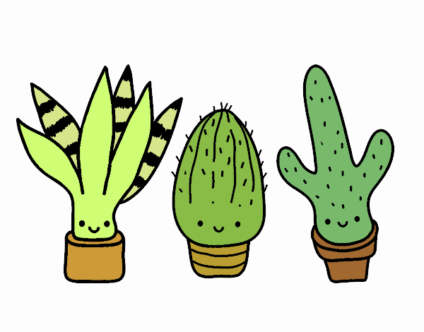 Mini cactus