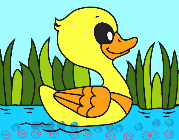 Patito de río