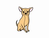 Perro chihuahua