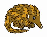 Pangolin