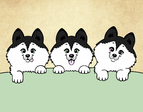 3 perritos