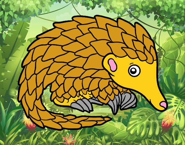 Pangolin