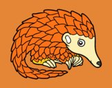 Pangolin