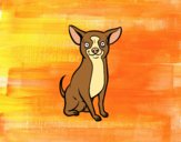 Perro chihuahua