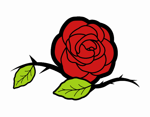 Rosa