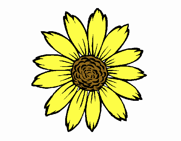 Girasol