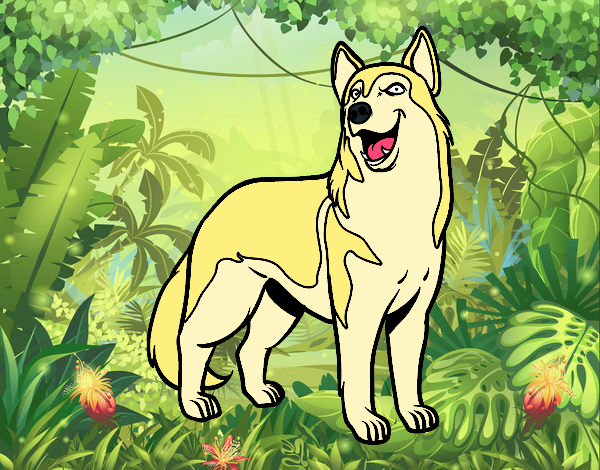 Perro amarillo husky