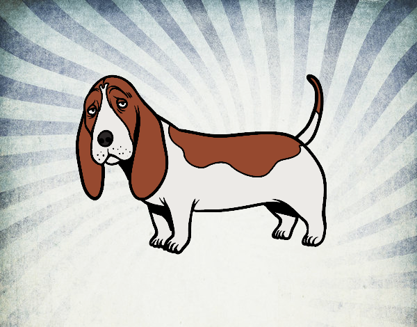 Un Basset hound