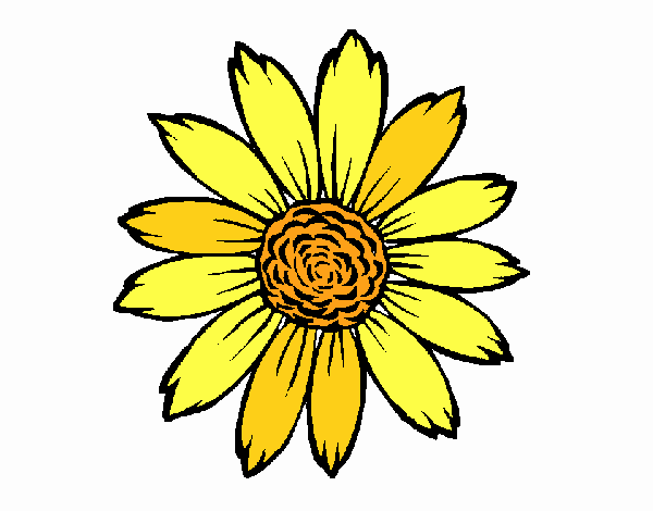 Girasol