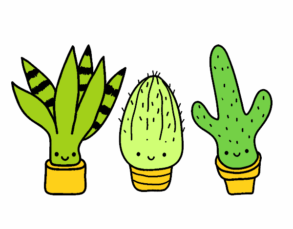 Mini cactus