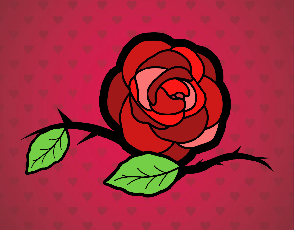 rosas