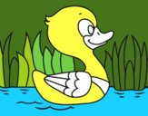 Patito de río