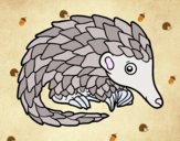 Pangolin