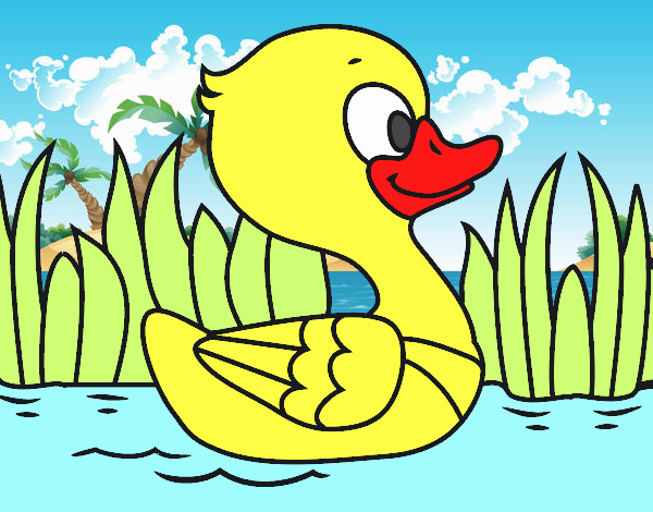 Patito de río