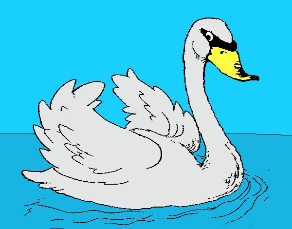 Cisne en el agua