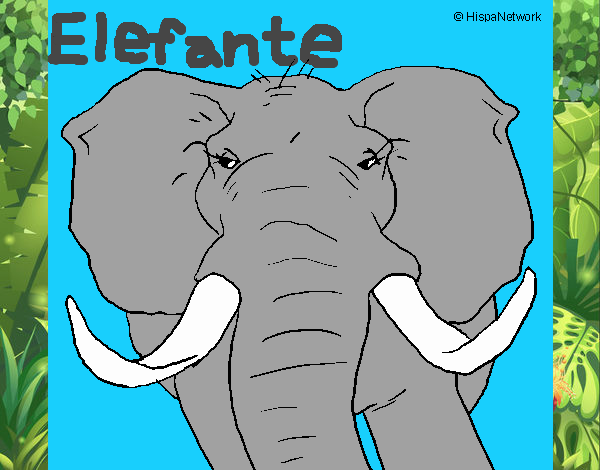 Elefante africano