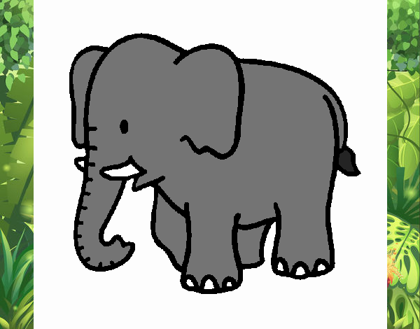 Elefante bebe