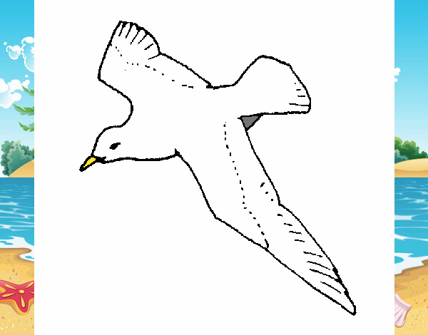 Gaviota