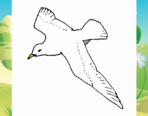 Gaviota